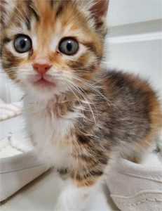 calico kitten with big eyes